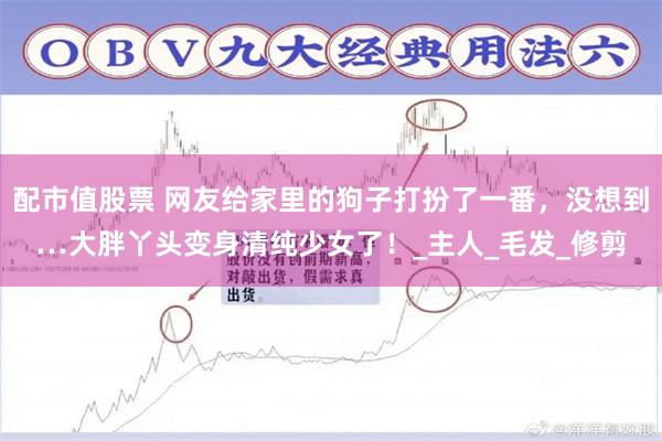 配市值股票 网友给家里的狗子打扮了一番，没想到…大胖丫头变身清纯少女了！_主人_毛发_修剪